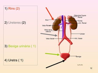 1) Rins (2)



2) Ureteres (2)




3) Bexiga urinária ( 1)



4) Uretra ( 1)

                          12
 