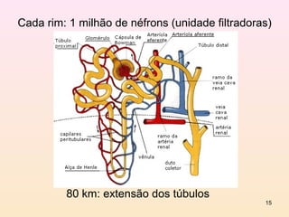 Cada rim: 1 milhão de néfrons (unidade filtradoras)




         80 km: extensão dos túbulos
                                                 15
 