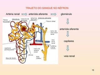 TRAJETO DO SANGUE NO NÉFRON

Artéria renal    arteríola aferente    glomérulo




                                      arteríola eferente



                                         capilares




                                         veia renal




                                                           16
 