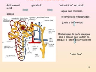 TRAJETO DO SANGUE NO NÉFRON

Artéria renal       glomérulo         “urina inicial” no túbulo
renal:
                                        água, sais minerais,
glicose
                                        e compostos nitrogenados

                                        (ureia e ácido úrico)



                                     Reabsorção da parte da água,
                                      sais e glicose que voltam ao
                                    sangue e saem pela veia renal




                                                “urina final”




                                                                  17
 