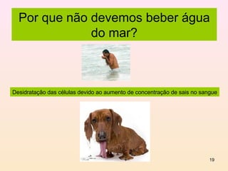 Por que não devemos beber água
              do mar?



Desidratação das células devido ao aumento de concentração de sais no sangue




                                                                         19
 