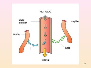 FILTRADO


     duto
                                capilar
     coletor




capilar




                          ADH




                URINA
                                          23
 
