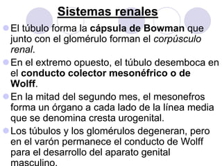 Sistemas renales
El túbulo forma la cápsula de Bowman que
 junto con el glomérulo forman el corpúsculo
 renal.
En el extremo opuesto, el túbulo desemboca en
 el conducto colector mesonéfrico o de
 Wolff.
En la mitad del segundo mes, el mesonefros
 forma un órgano a cada lado de la línea media
 que se denomina cresta urogenital.
Los túbulos y los glomérulos degeneran, pero
 en el varón permanece el conducto de Wolff
 para el desarrollo del aparato genital
 