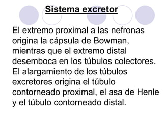 Sistema excretor

El extremo proximal a las nefronas
origina la cápsula de Bowman,
mientras que el extremo distal
desemboca en los túbulos colectores.
El alargamiento de los túbulos
excretores origina el túbulo
contorneado proximal, el asa de Henle
y el túbulo contorneado distal.
 