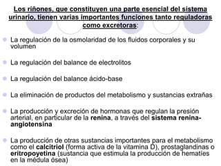 Los riñones, que constituyen una parte esencial del sistema
  urinario, tienen varias importantes funciones tanto reguladoras
                           como excretoras:

 La regulación de la osmolaridad de los fluidos corporales y su
  volumen

 La regulación del balance de electrolitos

 La regulación del balance ácido-base

 La eliminación de productos del metabolismo y sustancias extrañas

 La producción y excreción de hormonas que regulan la presión
  arterial, en particular de la renina, a través del sistema renina-
  angiotensina

 La producción de otras sustancias importantes para el metabolismo
  como el calcitriol (forma activa de la vitamina D), prostaglandinas o
  eritropoyetina (sustancia que estimula la producción de hematíes
  en la médula ósea)
 
