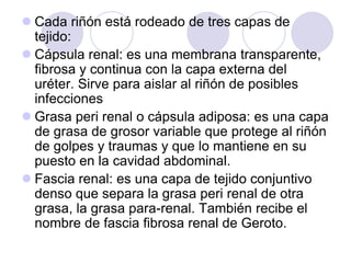  Cada riñón está rodeado de tres capas de
  tejido:
 Cápsula renal: es una membrana transparente,
  fibrosa y continua con la capa externa del
  uréter. Sirve para aislar al riñón de posibles
  infecciones
 Grasa peri renal o cápsula adiposa: es una capa
  de grasa de grosor variable que protege al riñón
  de golpes y traumas y que lo mantiene en su
  puesto en la cavidad abdominal.
 Fascia renal: es una capa de tejido conjuntivo
  denso que separa la grasa peri renal de otra
  grasa, la grasa para-renal. También recibe el
  nombre de fascia fibrosa renal de Geroto.
 