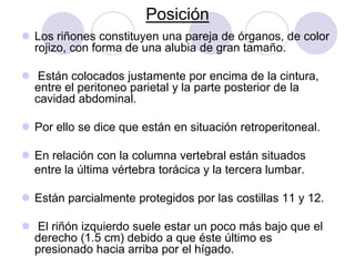 Posición
 Los riñones constituyen una pareja de órganos, de color
  rojizo, con forma de una alubia de gran tamaño.

 Están colocados justamente por encima de la cintura,
  entre el peritoneo parietal y la parte posterior de la
  cavidad abdominal.

 Por ello se dice que están en situación retroperitoneal.

 En relación con la columna vertebral están situados
  entre la última vértebra torácica y la tercera lumbar.

 Están parcialmente protegidos por las costillas 11 y 12.

 El riñón izquierdo suele estar un poco más bajo que el
  derecho (1.5 cm) debido a que éste último es
  presionado hacia arriba por el hígado.
 
