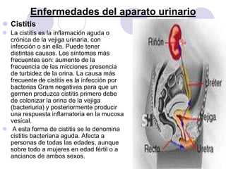 Enfermedades del aparato urinario
 Cistitis
 La cistitis es la inflamación aguda o
  crónica de la vejiga urinaria, con
  infección o sin ella. Puede tener
  distintas causas. Los síntomas más
  frecuentes son: aumento de la
  frecuencia de las micciones presencia
  de turbidez de la orina. La causa más
  frecuente de cistitis es la infección por
  bacterias Gram negativas para que un
  germen produzca cistitis primero debe
  de colonizar la orina de la vejiga
  (bacteriuria) y posteriormente producir
  una respuesta inflamatoria en la mucosa
  vesical.
 A esta forma de cistitis se le denomina
  cistitis bacteriana aguda. Afecta a
  personas de todas las edades, aunque
  sobre todo a mujeres en edad fértil o a
  ancianos de ambos sexos.
 