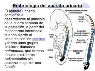 Embriología del aparato urinario
• El aparato urinario
  comienza a
  desarrollarse al principio
  de la cuarta semana de
  la gestación, a partir del
  mesodermo intermedio,
  cuando pierde el
  contacto con los somitas
  y forma unos grupos
  celulares llamados
  nefrotomas, que forman
  túbulos excretores
  rudimentarios sin
  alcanzar a ejercer una
  función.
 