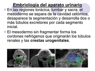 Embriología del aparato urinario
 En las regiones torácica, lumbar y sacra, el
  mesodermo se separa de la cavidad celómica,
  desaparece la segmentación y desarrolla dos o
  más túbulos excretores por cada segmento
  inicial.
 El mesodermo sin fragmentar forma los
  cordones nefrógenos que originarán los túbulos
  renales y las crestas urogenitales.
 