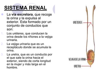 SISTEMA RENAL
 La vía excretora, que recoge
  la orina y la expulsa al
  exterior. Esta formado por un
  conjunto de conductos que
  son:
1.   Los uréteres, que conducen la
     orina desde los riñones a la vejiga
     urinaria.
2.   La vejiga urinaria que es un
     receptáculo donde se acumula la
     orina.
3.   La uretra, que es un conducto por
     el que sale la orina hacia el
     exterior, siendo de corta longitud
     en la mujer y más larga en el
     hombre.
 