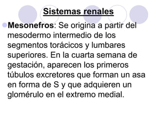 Sistemas renales
Mesonefros: Se origina a partir del
 mesodermo intermedio de los
 segmentos torácicos y lumbares
 superiores. En la cuarta semana de
 gestación, aparecen los primeros
 túbulos excretores que forman un asa
 en forma de S y que adquieren un
 glomérulo en el extremo medial.
 