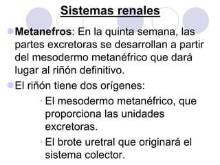 Sistemas renales
Metanefros: En la quinta semana, las
 partes excretoras se desarrollan a partir
 del mesodermo metanéfrico que dará
 lugar al riñón definitivo.
El riñón tiene dos orígenes:
       • El mesodermo metanéfrico, que
         proporciona las unidades
         excretoras.
       • El brote uretral que originará el
         sistema colector.
 