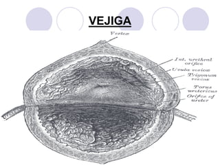 VEJIGA
 