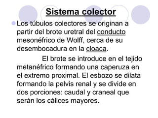 Sistema colector
Los túbulos colectores se originan a
 partir del brote uretral del conducto
 mesonéfrico de Wolff, cerca de su
 desembocadura en la cloaca.
          El brote se introduce en el tejido
 metanéfrico formando una caperuza en
 el extremo proximal. El esbozo se dilata
 formando la pelvis renal y se divide en
 dos porciones: caudal y craneal que
 serán los cálices mayores.
 
