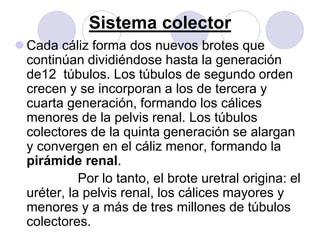 Sistema colector
 Cada cáliz forma dos nuevos brotes que
  continúan dividiéndose hasta la generación
  de12 túbulos. Los túbulos de segundo orden
  crecen y se incorporan a los de tercera y
  cuarta generación, formando los cálices
  menores de la pelvis renal. Los túbulos
  colectores de la quinta generación se alargan
  y convergen en el cáliz menor, formando la
  pirámide renal.
            Por lo tanto, el brote uretral origina: el
  uréter, la pelvis renal, los cálices mayores y
  menores y a más de tres millones de túbulos
  colectores.
 
