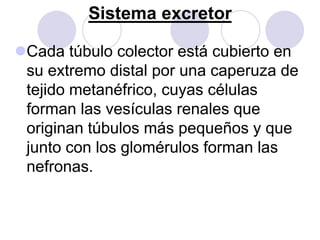 Sistema excretor

Cada túbulo colector está cubierto en
 su extremo distal por una caperuza de
 tejido metanéfrico, cuyas células
 forman las vesículas renales que
 originan túbulos más pequeños y que
 junto con los glomérulos forman las
 nefronas.
 