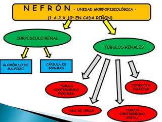 N E F R Ó N - UNIDAD MORFOFISIOLÓGICA -
(1 A 2 X 106
EN CADA RIÑON)
CORPÚSCULO RENAL
TÚBULOS RENALES
GLOMÉRULO DE
MALPIGHI
CÁPSULA DE
BOWMAN
TÚBULO
CONTORNEADO
PROXIMAL
ASA DE HENLE TÚBULO
CONTORNEADO
DISTAL
CONDUCTO
COLECTOR
 