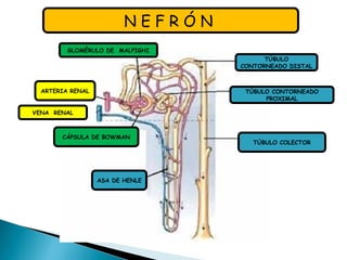 N E F R Ó N
GLOMÉRULO DE MALPIGHI
TÚBULO
CONTORNEADO DISTAL
TÚBULO CONTORNEADO
PROXIMAL
TÚBULO COLECTOR
ASA DE HENLE
CÁPSULA DE BOWMAN
VENA RENAL
ARTERIA RENAL
 