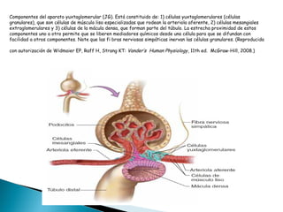 Componentes del aparato yuxtaglomerular (JG). Está constituido de: 1) células yuxtaglomerulares (células
granulares), que son células de músculo liso especializadas que rodean la arteriola aferente, 2) células mesangiales
extraglomerulares y 3) células de la mácula densa, que forman parte del túbulo. La estrecha proximidad de estos
componentes uno a otro permite que se liberen mediadores químicos desde una célula para que se difundan con
facilidad a otros componentes. Note que las fi bras nerviosas simpáticas inervan las células granulares. (Reproducida
con autorización de Widmaier EP, Raff H, Strang KT: Vander’s Human Physiology, 11th ed. McGraw-Hill, 2008.)
 