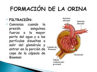  FILTRACIÓN:
 Comienza cuando la
presión sanguínea
fuerza a la mayor
parte del agua y a las
partículas disueltas a
salir del glomérulo y
entrar en la porción de
copa de la cápsula de
Bowman
 
