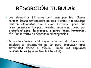  Los elementos filtrados continúan por los túbulos
renales, hasta ser desechados con la orina, sin embargo
existen elementos que fueron filtrados pero que
resultan necesarios para nuestro organismo, como por
ejemplo el agua, la glucosa, algunos iones, hormonas,
etc. Por lo tanto es necesario reintegrarlos.
 Para ello ciertas células que recubren el túbulo renal
emplean el transporte activo para traspasar esos
materiales desde el túbulo hacia los capilares
peritubulares (que rodean los túbulos).
 