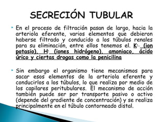  En el proceso de filtración pasan de largo, hacia la
arteriola eferente, varios elementos que debieron
haberse filtrado y conducido a los túbulos renales
para su eliminación, entre ellos tenemos el. K+
(ion
potasio), H+
(iones hidrógeno), amoniaco, ácido
úrico y ciertas drogas como la penicilina
 Sin embargo el organismo tiene mecanismos para
sacar esos elementos de la arteriola eferente y
conducirlos a los túbulos, lo que realiza por medio de
los capilares peritubulares. El mecanismo de acción
también puede ser por transporte pasivo o activo
(depende del gradiente de concentración) y se realiza
principalmente en el túbulo contorneado distal.
 