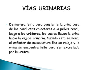  De manera lenta pero constante la orina pasa
de los conductos colectores a la pelvis renal,
luego a los uréteres, los cuales llevan la orina
hacia la vejiga urinaria. Cuando esta se llena,
el esfinter de musculatura lisa se relaja y la
orina se encuentra lista para ser excretada
por la uretra.
 