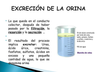  Lo que queda en el conducto
colector, después de haber
pasado por la filtración, la
resorción y la secreción …

 El resultado del proceso
implica excretar: Urea,
ácido úrico, creatinina,
fosfatos, sulfatos, ácidos en
exceso y una pequeña
cantidad de agua, lo que se
denomina orina
 
