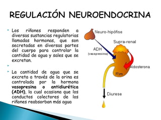  Los riñones responden a
diversas sustancias regulatorias
llamadas hormonas, que son
secretadas en diversas partes
del cuerpo para controlar la
cantidad de agua y sales que se
excretan.

 La cantidad de agua que se
excreta a través de la orina es
controlada por la hormona
vasopresina o antidiurética
(ADH), la cual ocasiona que los
conductos colectores de los
riñones reabsorban más agua
 