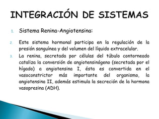 1. Sistema Renina-Angiotensina:
2. Este sistema hormonal participa en la regulación de la
presión sanguínea y del volumen del líquido extracelular.
3. La renina, secretada por células del túbulo contorneado
cataliza la conversión de angiotensinógeno (secretada por el
hígado) a angiotensina I, ésta es convertida en el
vasoconstrictor más importante del organismo, la
angiotensina II, además estimula la secreción de la hormona
vasopresina (ADH).
 