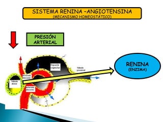 SISTEMA RENINA –ANGIOTENSINA
(MECANISMO HOMEOSTÁTICO)
PRESIÓN
ARTERIAL
RENINA
(ENZIMA)
 
