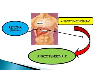 RENINA
(ENZIMA)
ANGIOTENSINÓGENO
ANGIOTENSINA I
 