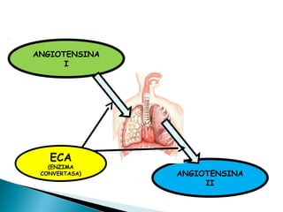 ANGIOTENSINA
I
ANGIOTENSINA
II
ECA
(ENZIMA
CONVERTASA)
 