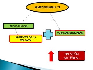 ANGIOTENSINA II
ALDOSTERONA
VASOCONSTRICCIÓN
AUMENTO DE LA
VOLEMIA
PRESIÓN
ARTERIAL
 