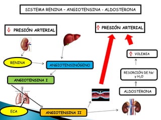 SISTEMA RENINA – ANGIOTENSINA - ALDOSTERONA
PRESIÓN ARTERIAL
RENINA
ANGIOTENSINÓGENO
ANGIOTENSINA I
ANGIOTENSINA IIECA
PRESIÓN ARTERIAL
ALDOSTERONA
RESORCIÓN DE Na+
y H2O
VOLEMIA
 