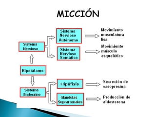 Sistema Renal
