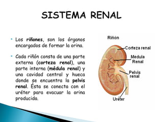  Los riñones, son los órganos
encargados de formar la orina.
 Cada riñón consta de una parte
externa (corteza renal), una
parte interna (médula renal) y
una cavidad central y hueca
donde se encuentra la pelvis
renal. Ésta se conecta con el
uréter para evacuar la orina
producida.
 