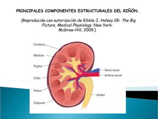 PRINCIPALES COMPONENTES ESTRUCTURALES DEL RIÑÓN.
(Reproducida con autorización de Kibble J, Halsey CR: The Big
Picture, Medical Physiology. New York:
McGraw-Hill, 2009.)
 