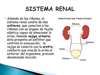  Además de los riñones, el
sistema renal consta de dos
uréteres, que conectan a los
riñones con un órgano de tejido
elástico capaz de almacenar la
orina, llamado vejiga urinaria,
ésta presenta un esfínter que
controla la evacuación; la
vejiga se conecta con la uretra,
conducto que evacúa la orina al
exterior del organismo, proceso
denominado micción.
 