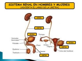 RIÑÓN
URETER
VEJIGA
VEJIGA
URETRA
URETRA
SISTEMA RENAL EN HOMBRES Y MUJERES
(ADVIERTA EL LARGO DE LA URETRA)
 