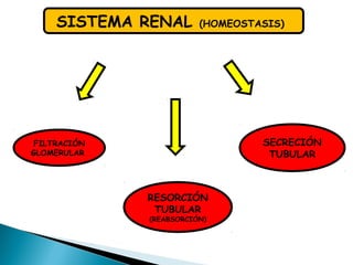 SISTEMA RENAL (HOMEOSTASIS)
FILTRACIÓN
GLOMERULAR
RESORCIÓN
TUBULAR
(REABSORCIÓN)
SECRECIÓN
TUBULAR
 