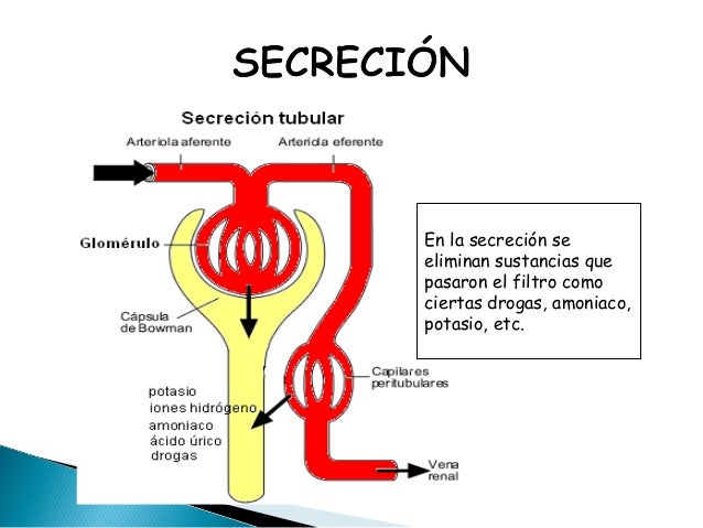 Sistema Renal