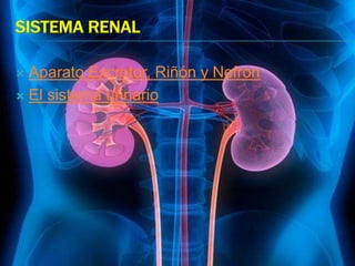 SISTEMA RENAL
 Aparato Excretor, Riñón y Nefrón
 El sistema urinario
 