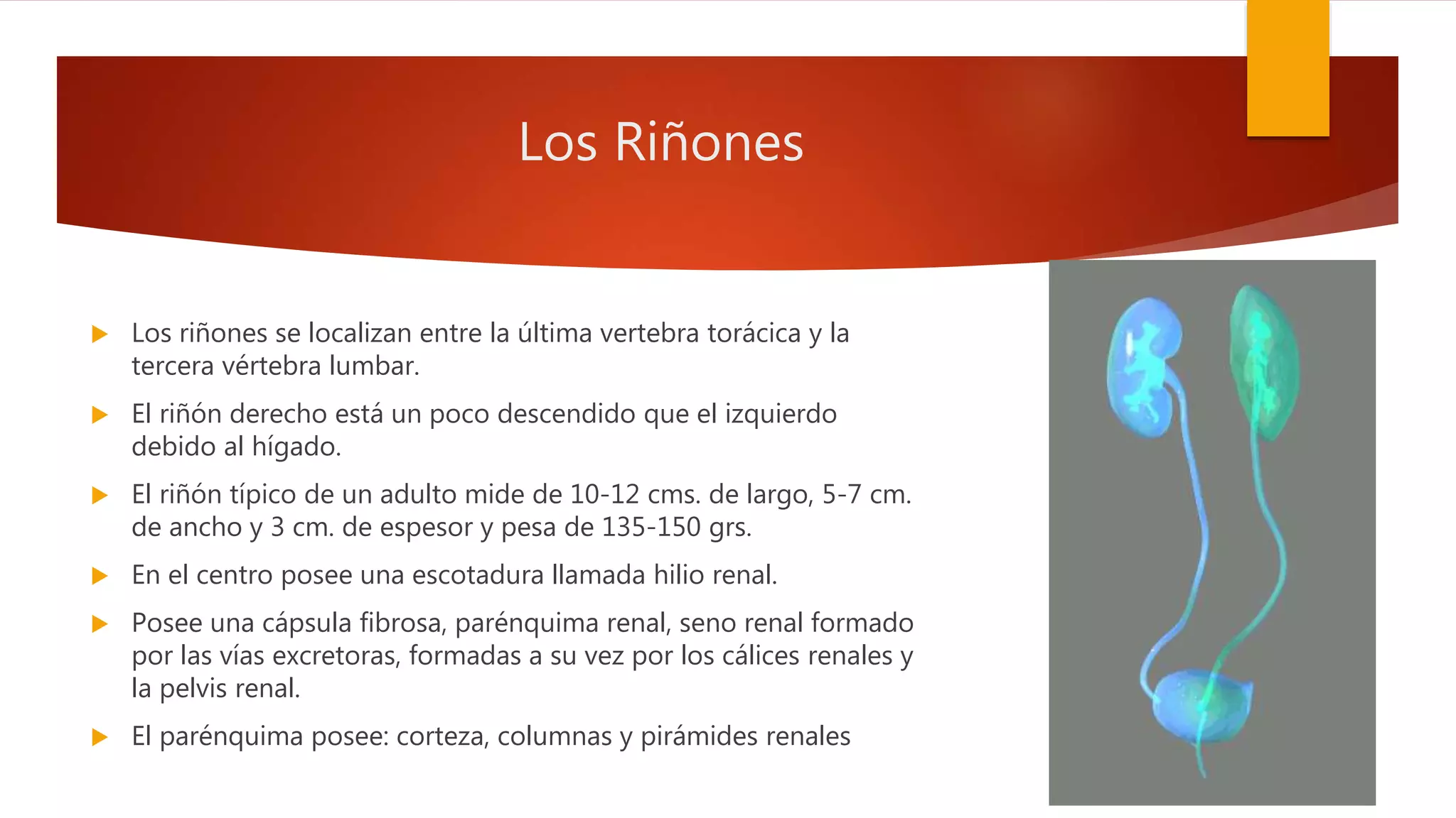 Sistema renal | PPTX