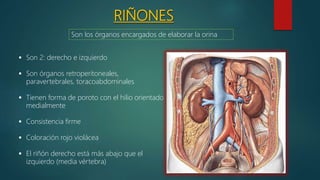 Anatomia y Fisiologia Renal | PPTX