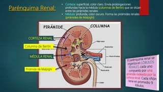 Anatomia y Fisiologia Renal | PPTX
