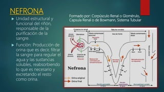 Anatomia y Fisiologia Renal