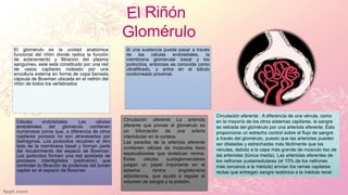 Glomerulo Riñon Anatomía -Sistema renal | PPTX