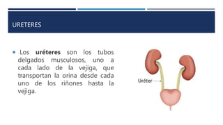 URETERES
 Los uréteres son los tubos
delgados musculosos, uno a
cada lado de la vejiga, que
transportan la orina desde cada
uno de los riñones hasta la
vejiga.
 